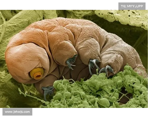 末日生存必备十大技巧揭示如何在极端环境中保持生命力与希望